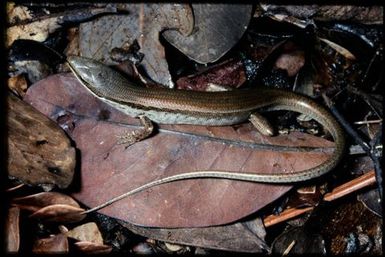 Skink sp.
