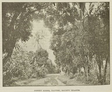 Forest scene, Tautiri, Society Islands
