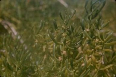 [Unidentified yellow flowering plant close-up in Honolulu County, United States]