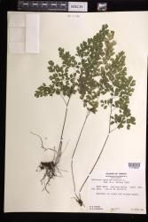 Adiantum capillus-veneris