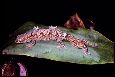 Two-tailed gecko