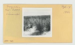 [Eragrostis in Hawaii, envelope IE30-207]