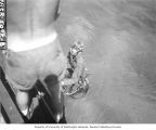 Dr. Arthur D. Welander entering water with dive equipment to spread poison on a coral head below, Bikini Atoll, summer 1947