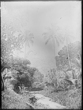 River winding through jungle, Fiji, ca. 1920, 2 / E.W. Searle