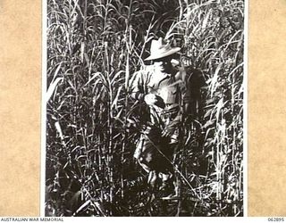 SHAGGY RIDGE AREA, NEW GUINEA. 1944-01-15. NX9706 WARRANT OFFICER CLASS 1, C. T. HALMARICK, OFFICIAL PHOTOGRAPHER, MILITARY HISTORY SECTION MOVING ALONG A TRACK THROUGH THE KUNEI GRASS BELOW SHAGGY ..