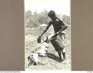 LAE, NEW GUINEA. 1944-03-25. DONGUIO, A NEW GUINEA NATIVE WATERING TOMATO PLANTS AT THE AUSTRALIAN NEW GUINEA ADMINISTRATIVE UNIT NATIVE COMPOUND. THE PLANTS ARE SHADED BY THE PAW PAW LEAVES