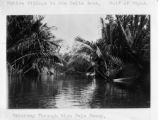 Papua New Guinea, Vailala River and Nipa Palm Swamp