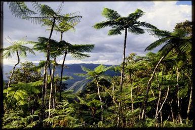 Tree ferns at 900 m