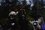 Magnificent bird of paradise headdresses worn by men of the Kup area, Eastern Highlands, [Papua New Guinea, Jul] 1964