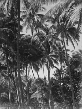 [View of palm trees]