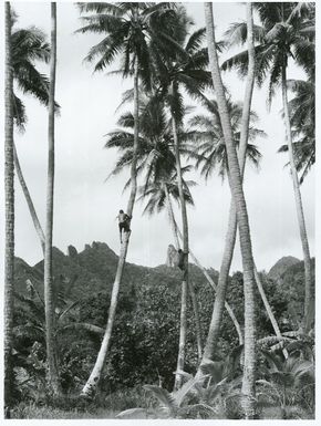 Pacific Islands - Cook Islands - Rarotonga - Agriculture