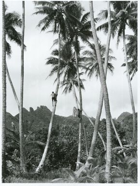 Pacific Islands - Cook Islands - Rarotonga - Agriculture