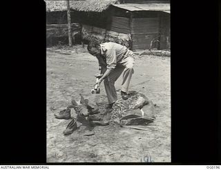 VIVIGANI, GOODENOUGH ISLAND, PAPUA NEW GUINEA. 1943-10-26. FLYING OFFICER J. R. MCENIRY OF BENDIGO, VIC, ADJUTANT, OF NO. 7 MOBILE WORKS SQUADRON RAAF, IS ALSO AN ENTOMOLOGIST AND IS SPRAYING AN ..