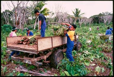 Harvesting talo for ear piercing ceremony, Niue