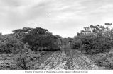 Team members walking along an abandoned road on Enjebi Island, summer 1964