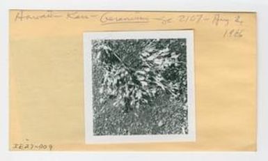 [Geranium in Hawaii, envelope IE27-009]