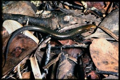 Skink sp.