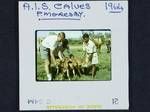 AIS [Australian Illawarra Shorthorn] calves, Port Moresby, 1964