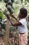 Nevinbong harvests papaya