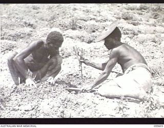 AIYURA, NEW GUINEA, 1946-01-09. NATIVES PLANTING OUT EIGHTEEN MONTH OLD QUININE PLANTS AT THE KUMINERKERA BLOCK, AUSTRALIAN NEW GUINEA ADMINISTRATIVE UNIT EXPERIMENTAL STATION