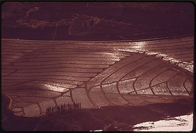 AERIAL VIEW OF A TRACT OF PINEAPPLE SAVED FROM URBAN DEVELOPMENT. MAUI LAND DEVELOPERS PETITIONED THE LAND USE COMMISSION (LUC) FOR RECLASSIFICATION OF 659 AGRICULTURAL ACRES. IN AUGUST, 1970, THE LUC APPROVED ONLY 300 ACRES. THE DECISION WAS APPLAUDED BY THOSE WHO FEAR OVERDEVELOPMENT OF THE FAST-GROWING AREA