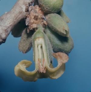 [Nothocestrum breviflorum cross-section Ka‘ūpūlehu, United States]
