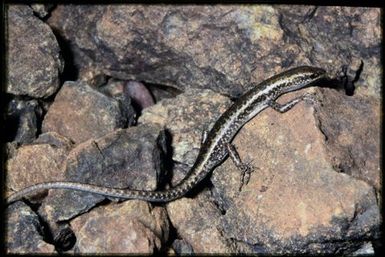 Cryptoblepharus novocaledonicus