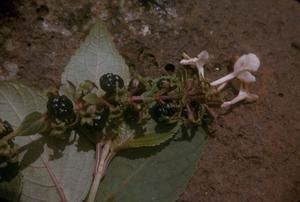 [Phyllostegia grandiflora close-up from Castle Trail, United States]