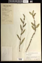 Bulbophyllum indet
