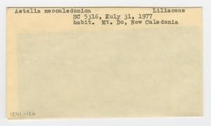 [Astelia neocaledonica in New Caledonia, envelope IE41-126]