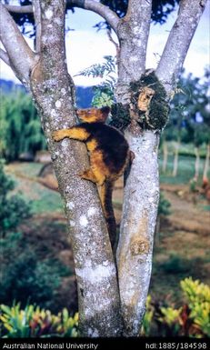 Okapa - Okapa Post - tree kangaroo (kapul)