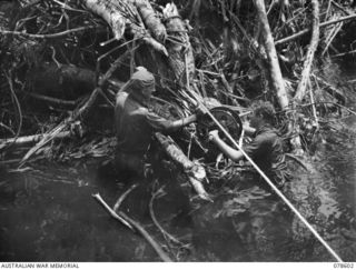 BOUGAINVILLE ISLAND. 1945-01-24. VX78172 GUNNER W. WEBB (1) AND VX103208 GUNNER R.A. SAILAH (2), 2ND FIELD REGIMENT, LAYING A SIGNAL CABLE ACROSS THE ADELE RIVER