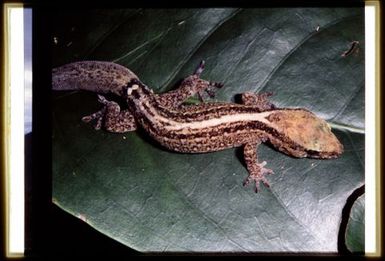 Bavayia pulchella