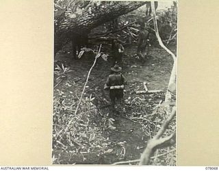 DANMAP RIVER AREA, NEW GUINEA. 1945-01-01. A SECTION OF THE JUNGLE CAMP AREA OF THE 2/3RD FIELD REGIMENT