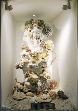 Model of coral reef community Indopacifik