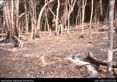 New clearing, Malekula