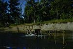 Landrover fording ND [Northern District?], 1956