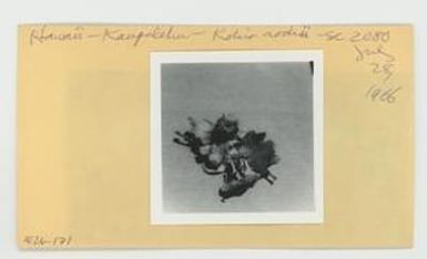 [Kokia rockii in Hawaii, envelope IE26-171]