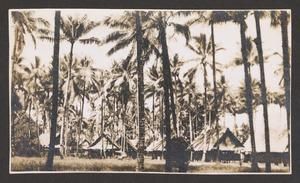[Palm Trees in New Guinea, #3]