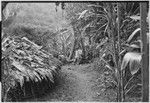 Pig festival, uprooting cordyline ritual, Tsembaga: Ann Rappaport next to men's house, observing drum taboo removal