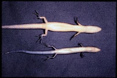 Two specimens (ventral)