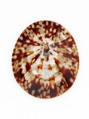 Opihi shells