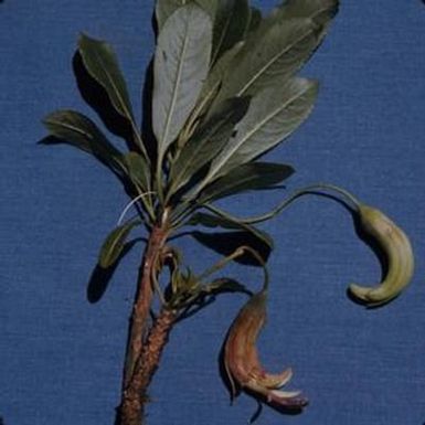 [Clermontia grandiflora close-up from Puʻu Kukui, United States]