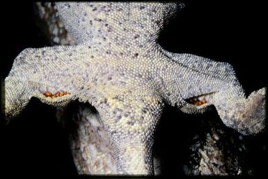 Rhacodactylus auriculatus