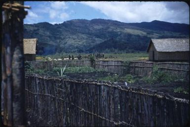 Kondiga clan hills, behind the Native Hospital : Minj Station, Wahgi Valley, Papua New Guinea, 1954 / Terence and Margaret Spencer