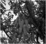 "Sausage tree fruit" from a Kigelia tree, Aina Haina Valley, Honolulu, Hawaii, 1930s