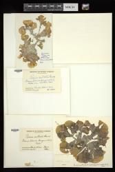 Padina australis