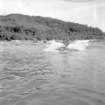 View of bay and swimmers