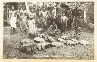 A catch of turtles, Samoa. From the album: Skerman family album