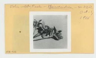 [Alsinodendron in Hawaii, envelope IE32-022]